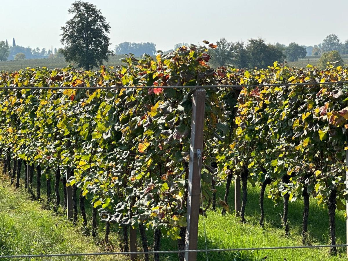 Agriturismo Feliciana Pozzolengo Kültér fotó